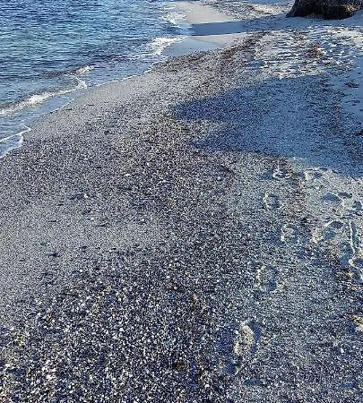 Lejlighed Casa Vacanza Autonoma Immersa Nel Verde Budoni